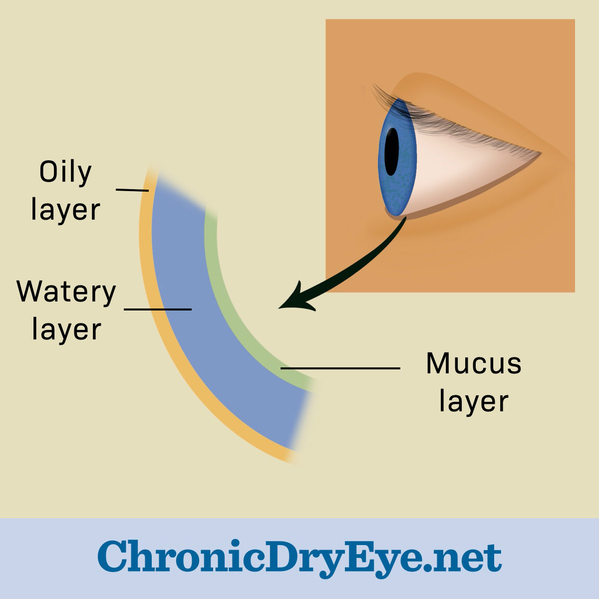 Oily watery and mucus layers of the tear film