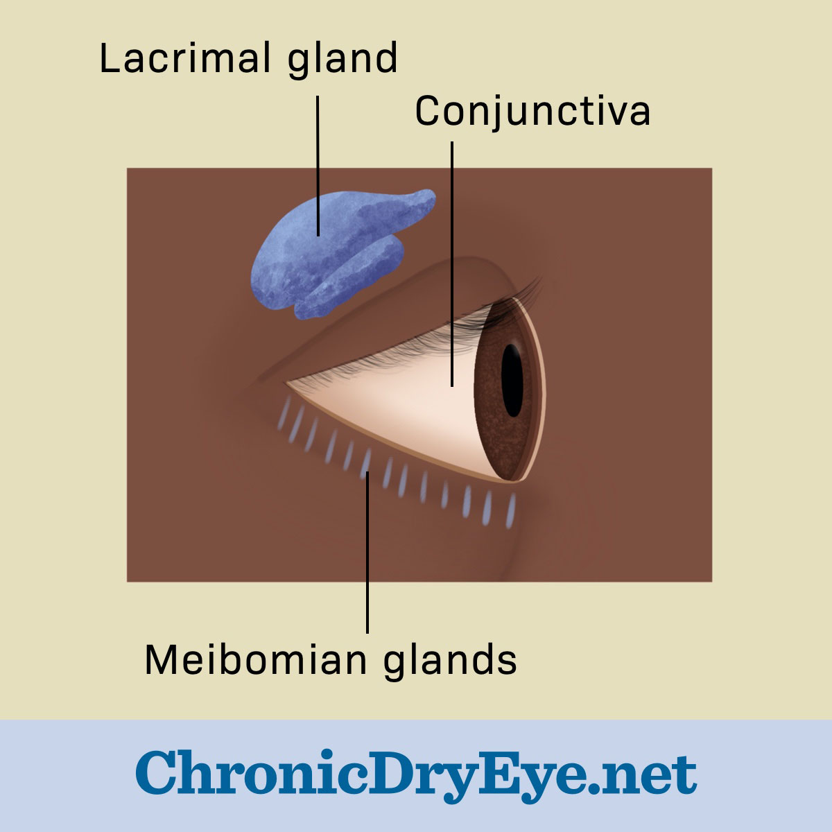 Meibomian and lacrimal glands location